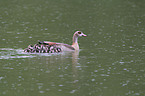 Egyptian geese