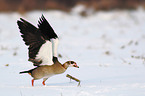 Egyptian goose