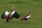 Egyptian geese