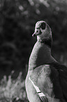 Egyptian goose