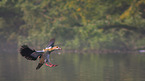 Egyptian goose