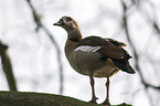 Egyptian goose