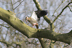 Egyptian goose