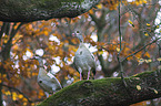 Egyptian geese