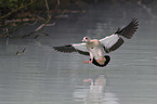 Egyptian goose