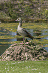 Egyptian goose