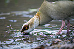 Egyptian goose