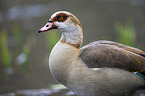 Egyptian goose