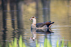 Egyptian goose