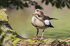 Egyptian goose