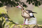 Egyptian goose