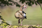 Egyptian goose