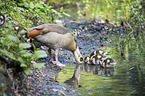 Egyptian geese