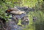 Egyptian goose