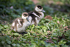 Egyptian goose