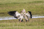 Egyptian geese