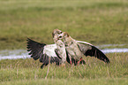 Egyptian geese