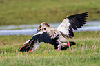 Egyptian geese