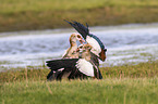 Egyptian geese