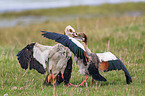 Egyptian geese