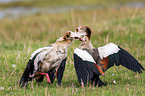 Egyptian geese