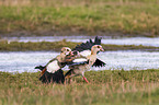 Egyptian geese