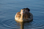 Egyptian goose