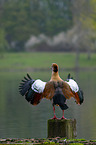 Egyptian goose