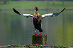 Egyptian goose