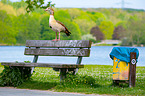 Egyptian goose