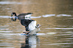 swimming Egyptian Gooses