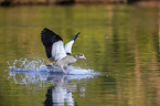 flying Egyptian Goose