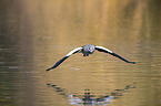 flying Egyptian Goose