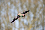 flying Egyptian Goose