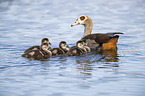 swimming Egyptian Gooses