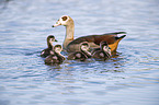 swimming Egyptian Gooses