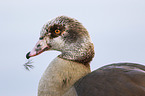 Egyptian Goose portrait