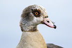 Egyptian Goose portrait