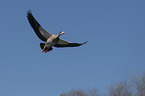 flying Egyptian Goose