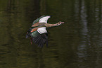 flying Egyptian Goose