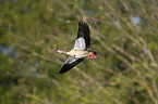 flying Egyptian Goose