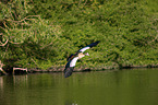 flying Egyptian Goose