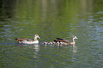swimming Egyptian Geese