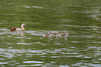 Egyptian geese