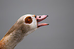 Egyptian goose