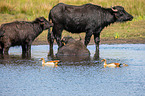 Water buffalo on the water