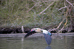 flying Egyptian goose