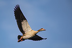 Egyptian goose