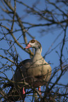 Egyptian goose