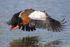 Egyptian goose